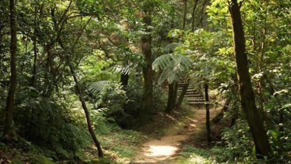 姜子寮山步道場景照片